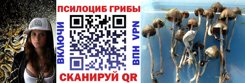 продажа наркотиков  Нягань  Галлюциногенные грибы Psilocybe 